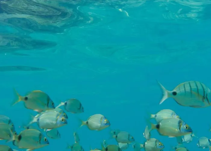 Tamaran House Ostello *